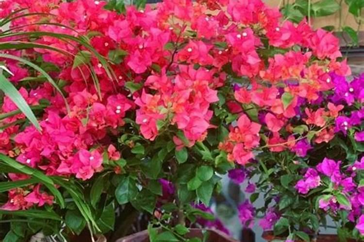 硫酸钾镁肥有毒吗