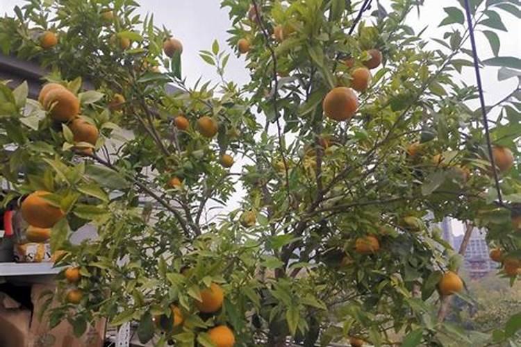 种植沃柑施肥时间和方法