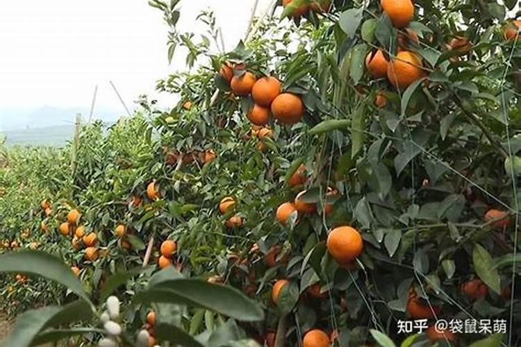 沃柑的高产种植方法