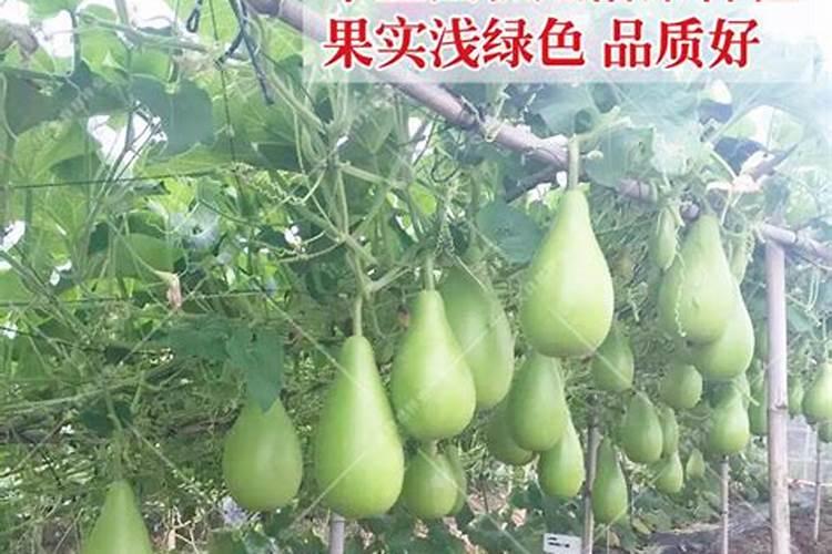 想要果树的果子又大又甜,该选用什么肥料？