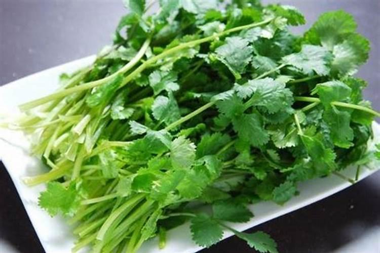 冬枣树如何管理？