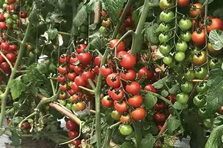 复合肥多久施一次 种菜一般几天施一次肥