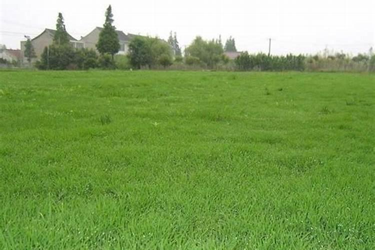 君子兰开花时能施肥吗