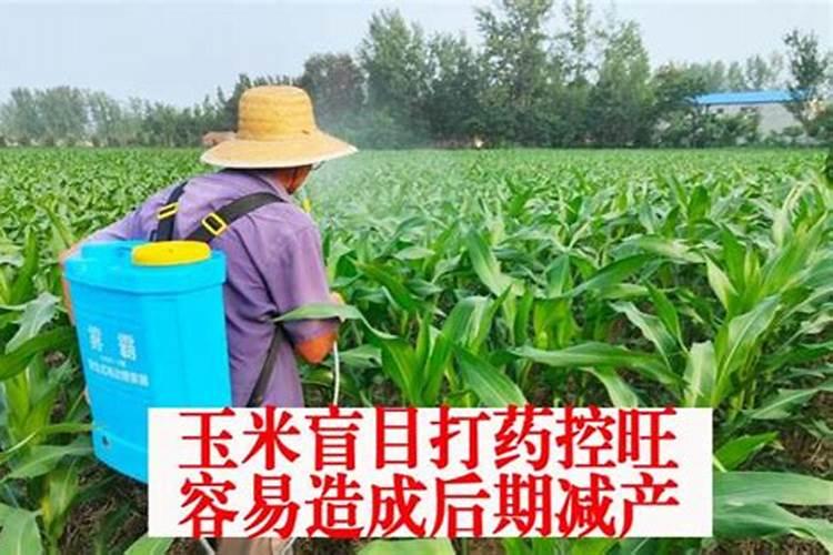 打玉米控旺剂能不能加叶面肥