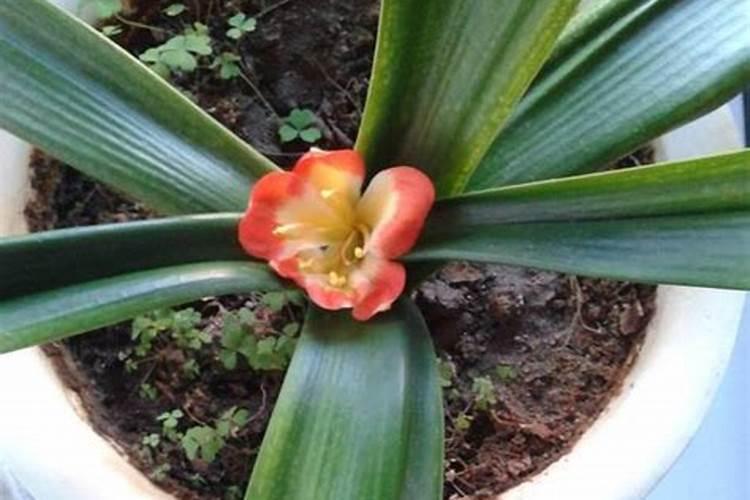 一瓶啤酒浇花的情况下,需要兑入多少水