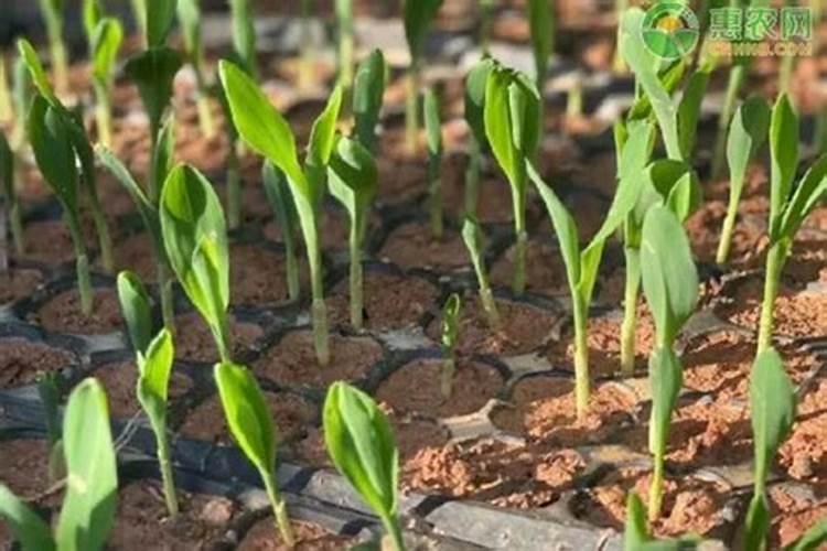 水稻立枯病,青枯病防治,这种病又是怎样导致的。