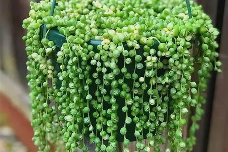 珍珠吊兰叶子喷什么肥