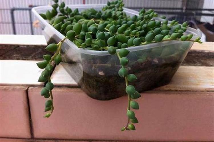 珍珠吊兰的养殖方法和注意事项