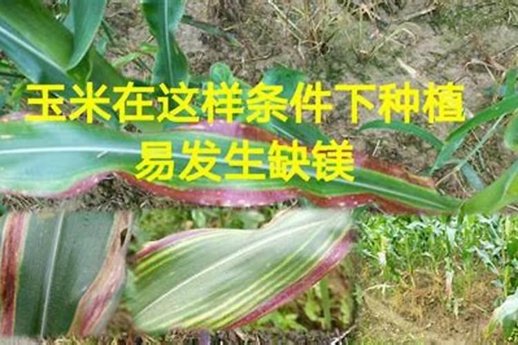 玉米叶子发红是什么原因