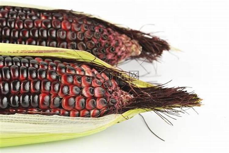 玉米苗出了至4叶,发现叶全变紫红色,请问各位专家这是什么原因造成的,机...