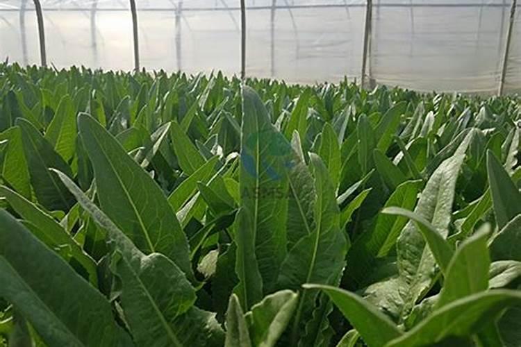 氯化钾肥的正确使用方法