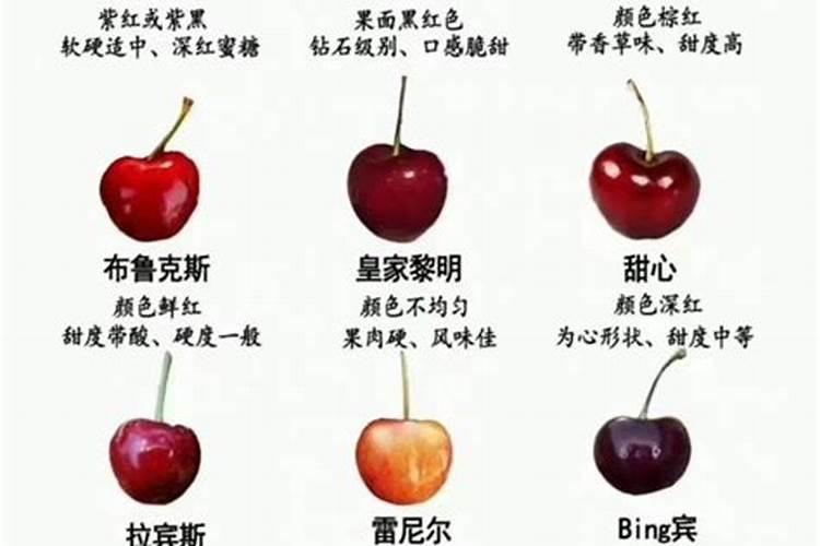 车里子的种植行距与株距多少比较适合？