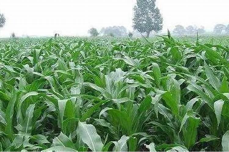 玉米苗烧根浇水能缓解吗？