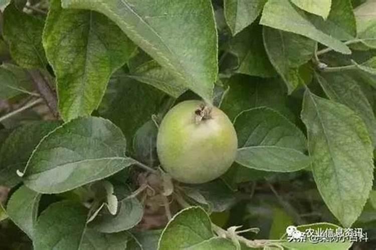 新洋丰海藻肥和洋丰硫哪个好