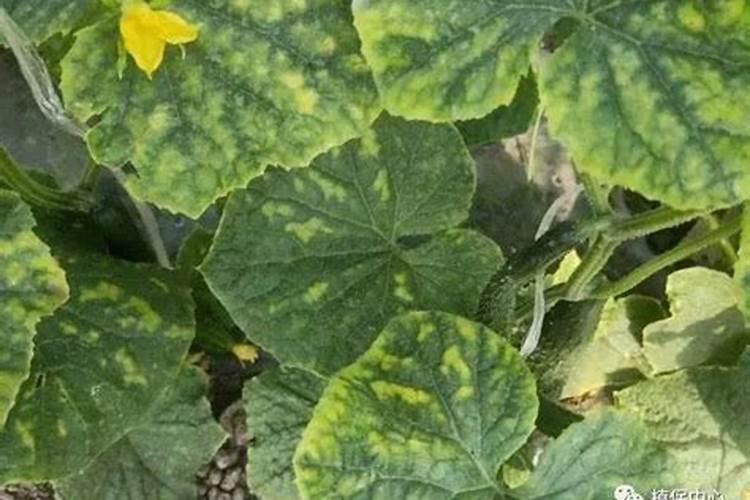 为什么大家选择菌肥,菌肥的含量,对农作物有什么用处