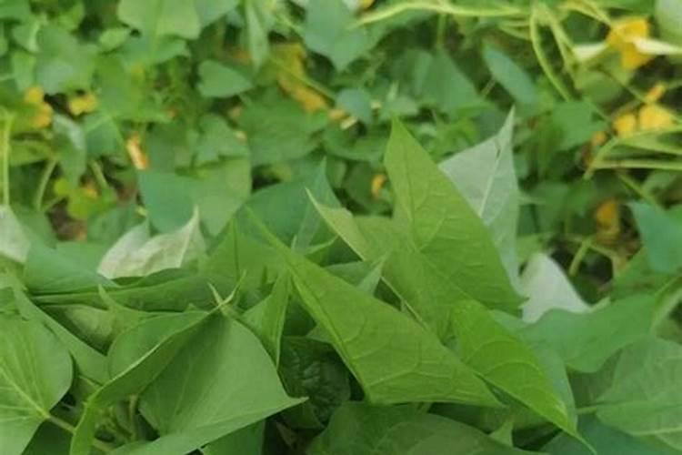 脐橙幼树如何管理生长快 可以施加钾肥吗