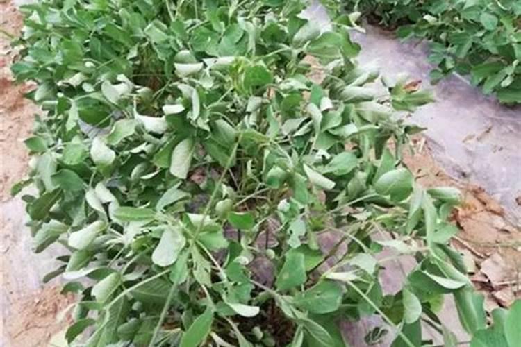 西瓜移栽可用平衡行水溶肥浇水吗？