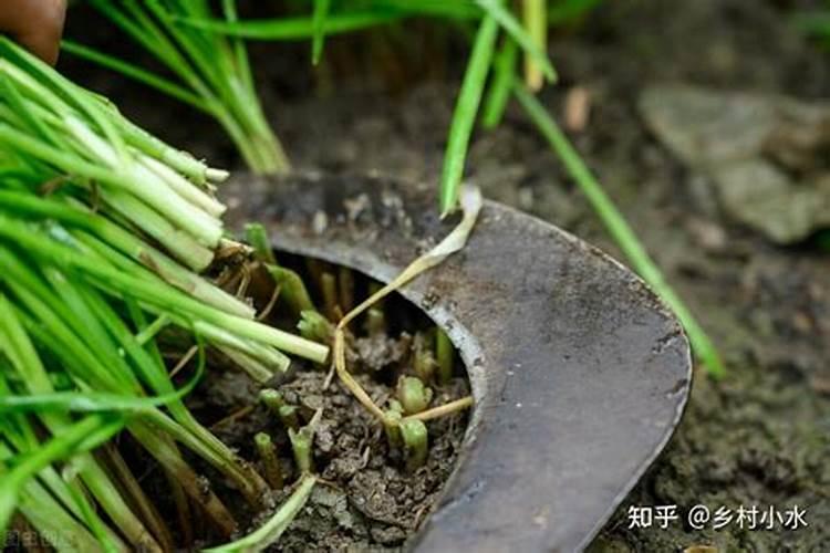 柚子树冬肥什么时候放