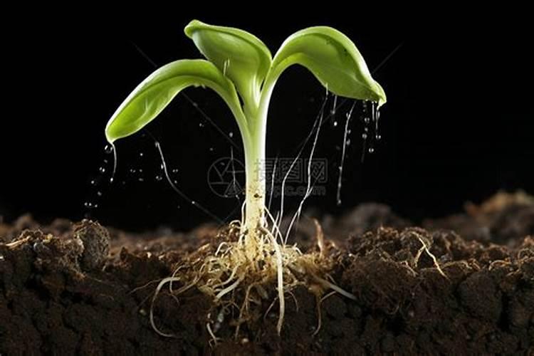 植物生根剂的使用方法