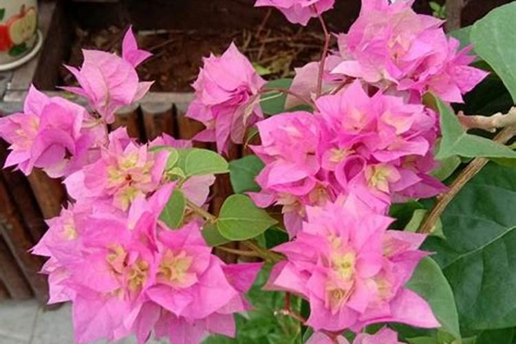 三角梅用什么肥料开花 三角梅用什么肥料开花多