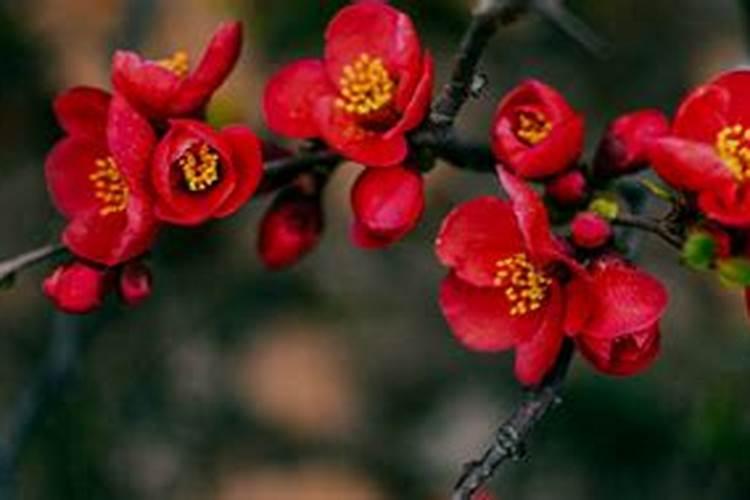 长寿冠海棠怎么养 长寿冠海棠的养护管理