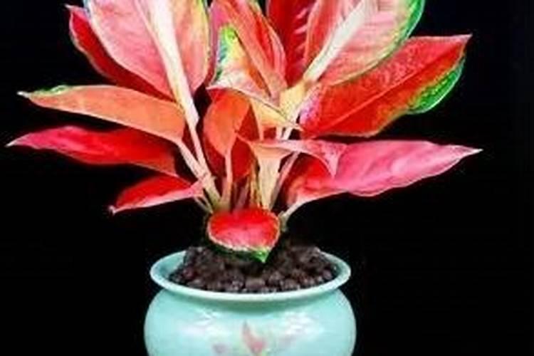 长寿海棠夏天怎么养 长寿冠海棠夏天的养护