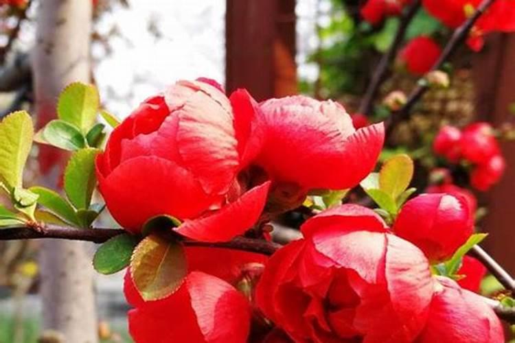 长寿冠海棠夏天的养护