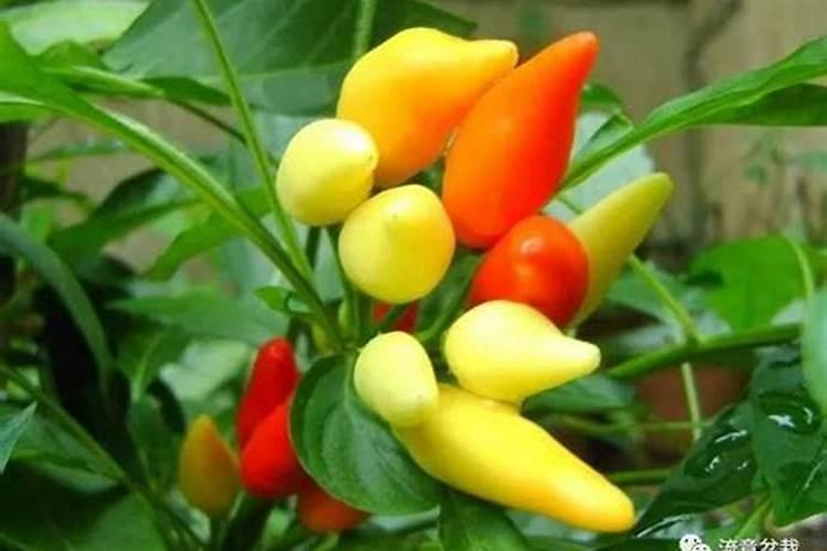 五彩椒得了叶枯病很厉害还能治吗