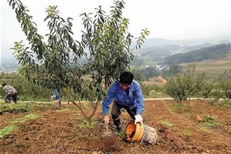 葡萄糖钛叶面肥喷葡萄增甜着色效果好吗