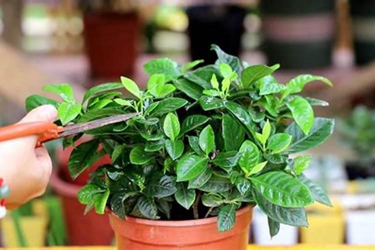 栀子花喜肥吗 喜欢施什么肥料