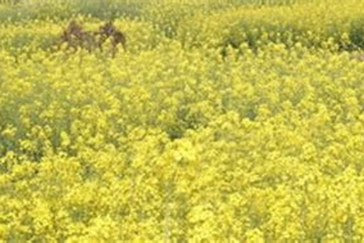 菜子饼做肥料怎么用