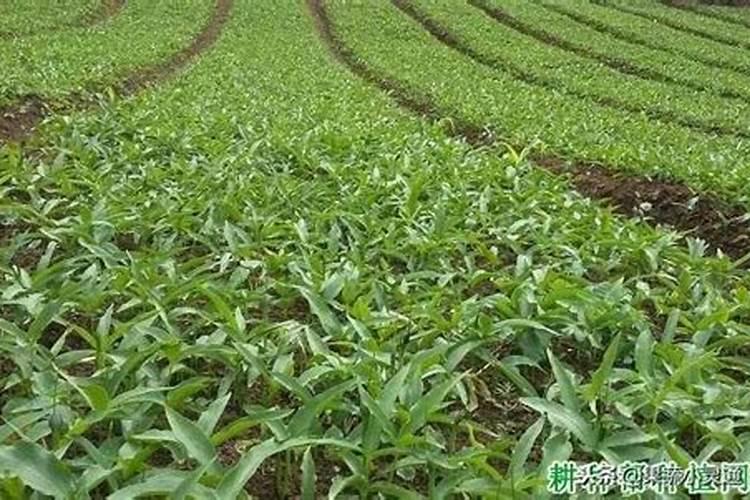 半夏施什么肥
