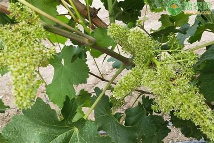 微生物肥料怎么用最好