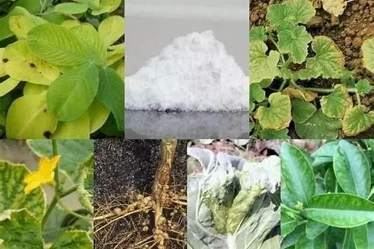 钼肥对豆类的作用有哪些 缺钼有什么症状