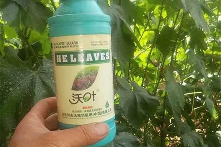 油菜苗可以喷叶面肥吗