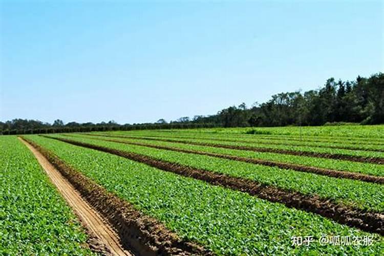 给桃树施肥,请问是农家肥好还是复合肥好？