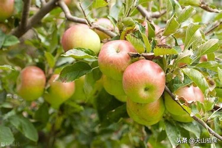 果树在果实膨大期施入钾肥过量有危害吗？