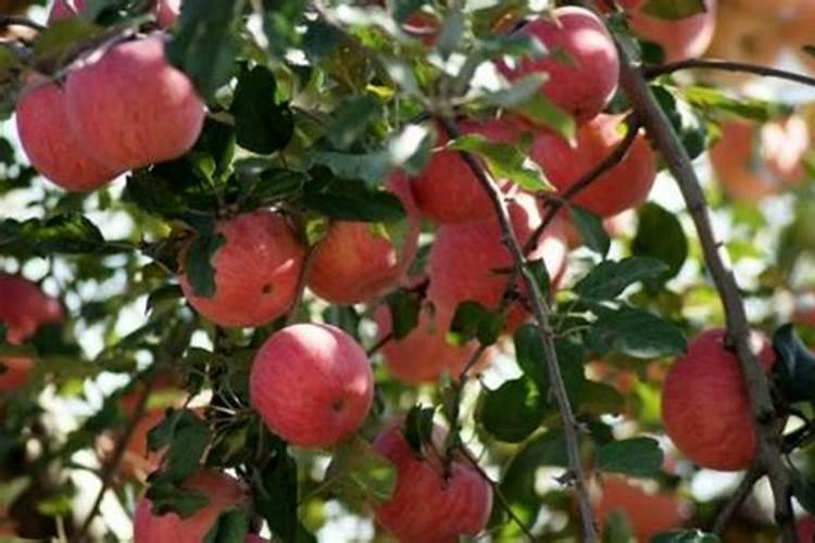 苹果留果量大了,用什么肥能膨果？