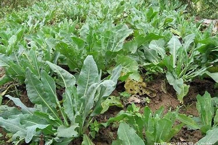 花生追肥用复合肥还是尿素 用什么肥料最好