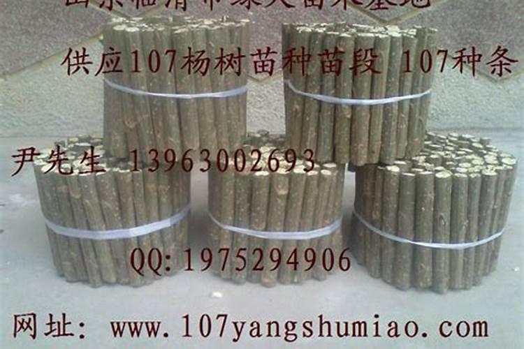 杨树的种植与栽培技术(杨树怎么栽培)