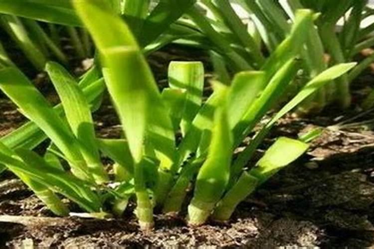 三年的杨树怎样施肥