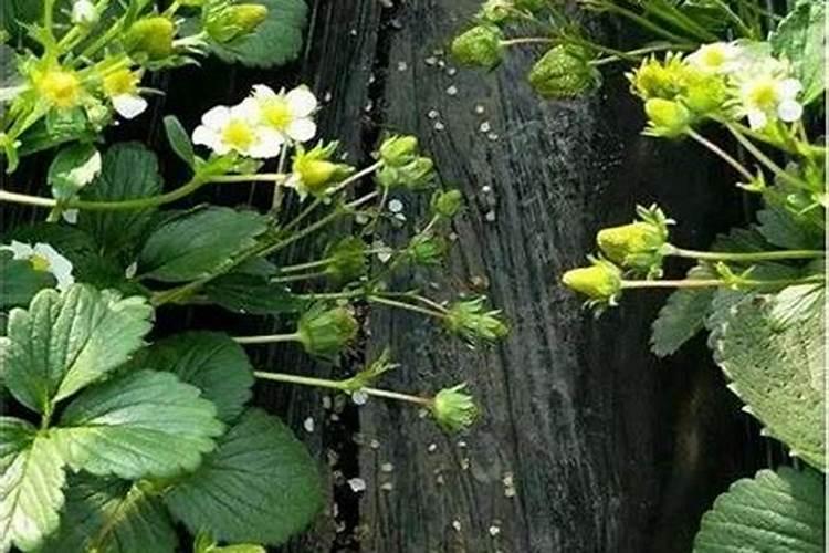 草莓什么时间施肥？