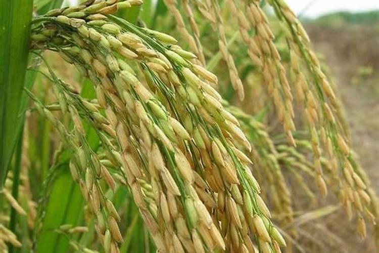 家庭种菜用什么肥料