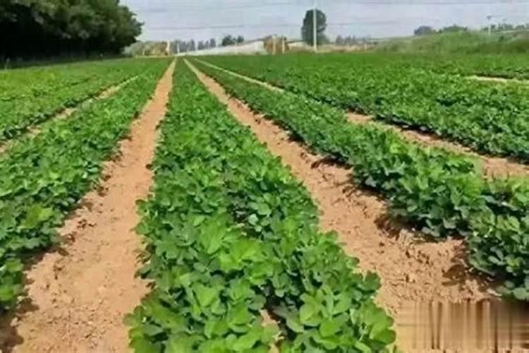 种花生一亩地上多少复合肥