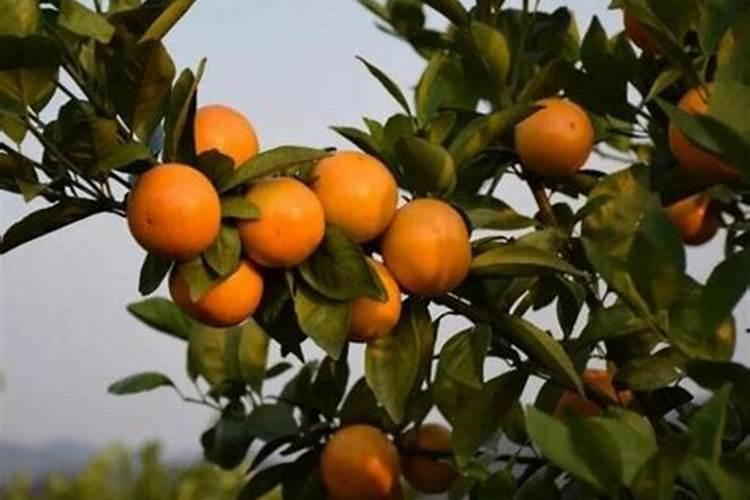 新栽果树树坑里怎样施底肥？可别再犯这些错误了