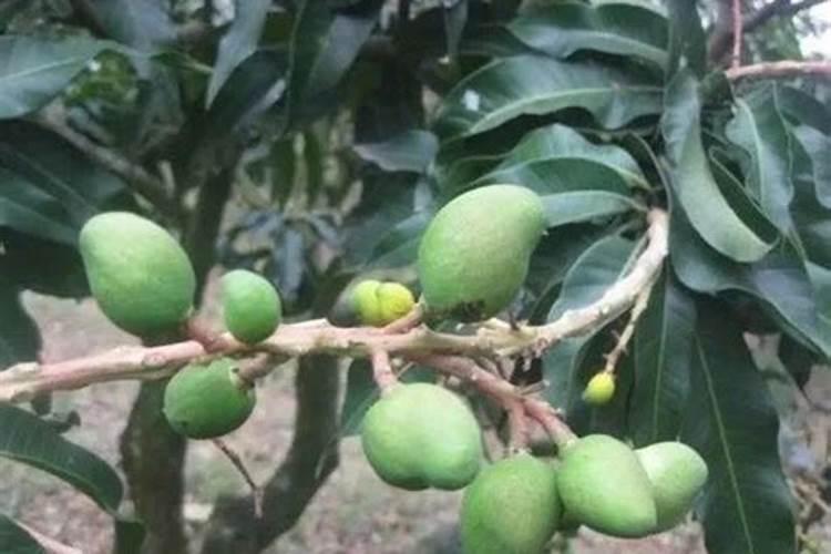 怎么给芒果施肥能增产增量？芒果长得好怎么样施肥