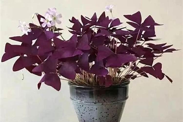 有机肥的腐熟是什么意思