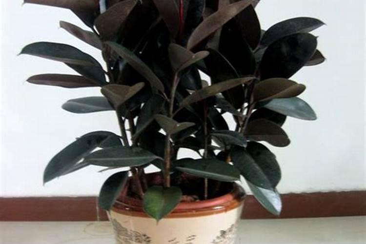 含钾最高的肥料有哪几种 含钾高的肥料有哪些