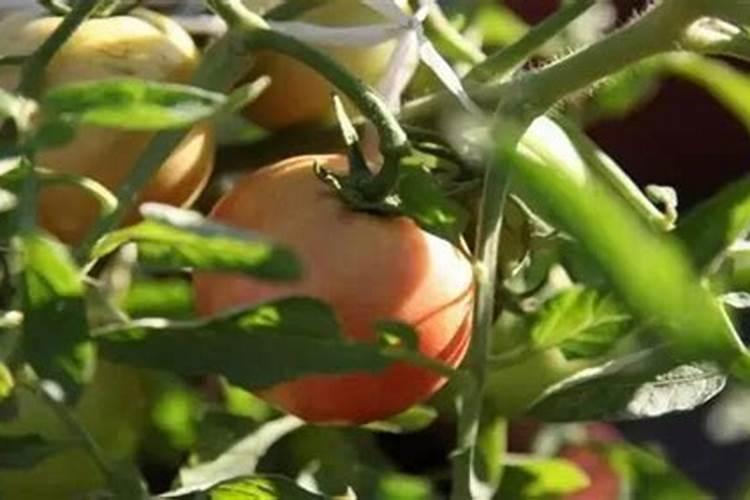 碗莲水培如何提高开花