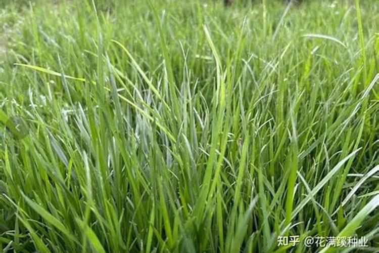 青苔喜欢什么肥